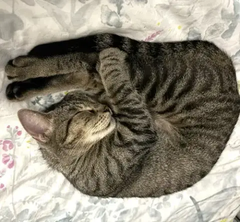 Tilly #Adventurous-Aristocat photo 3