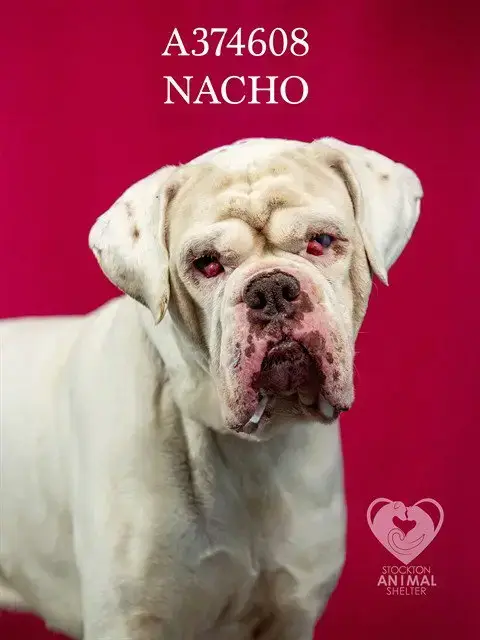 Nacho