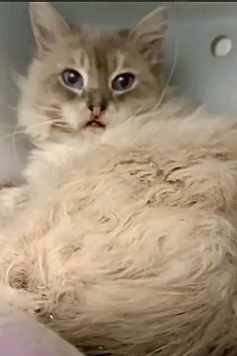 Benny