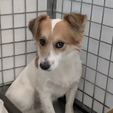Kipper