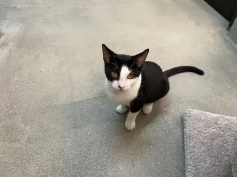 Bouncer