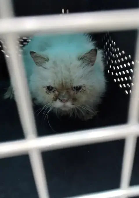 Cosmo Sa Purrsian photo 2
