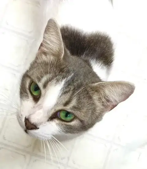 Dani