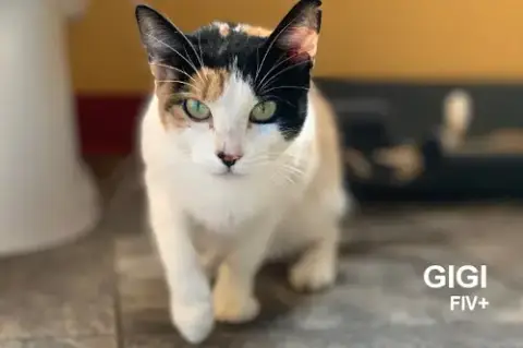 Gigi photo 4