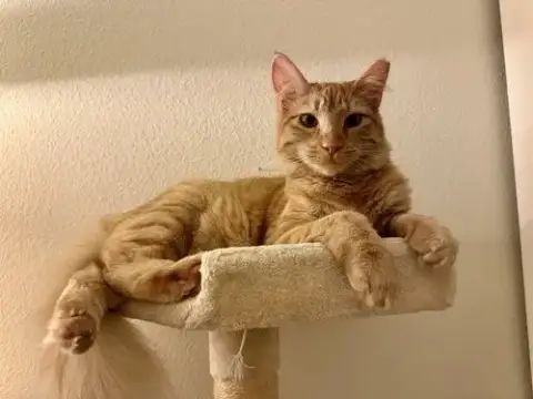 Creamsicle photo 4
