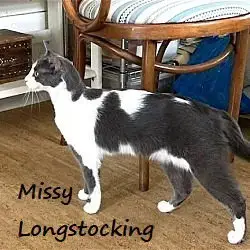Missy Longstocking #Docile-Lapcat photo 2