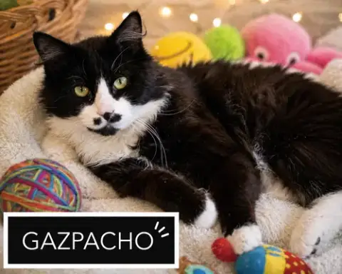 Gazpacho:Dmh