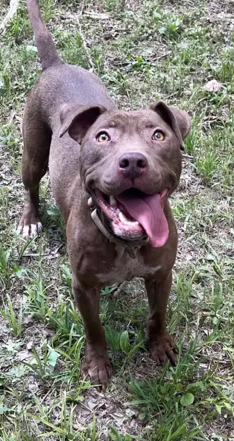 Cocoapup photo 5