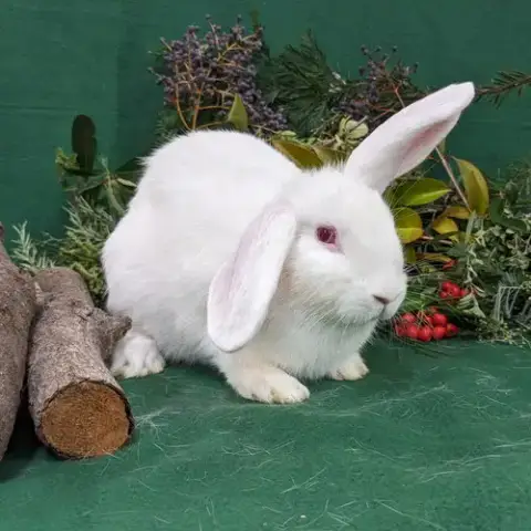 Alvin