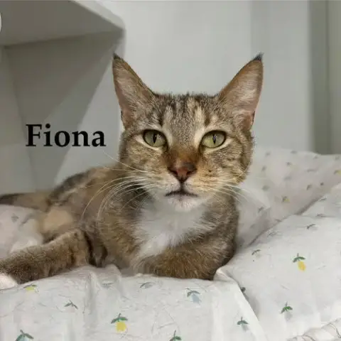 Fiona photo 4