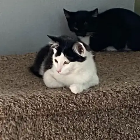 Felix photo 3
