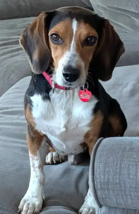 Bruce Iii