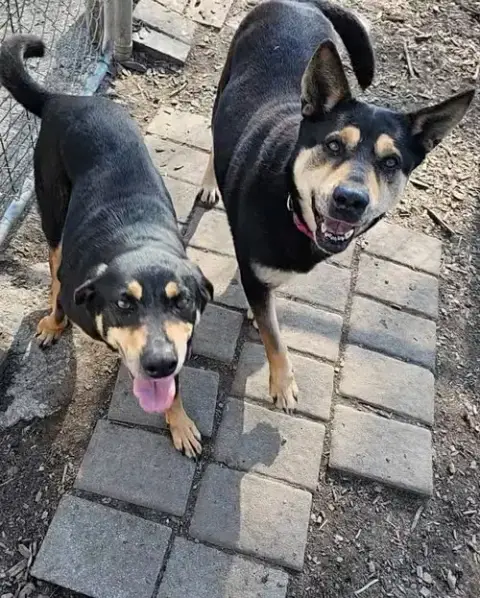 Susie And June Bug photo 4