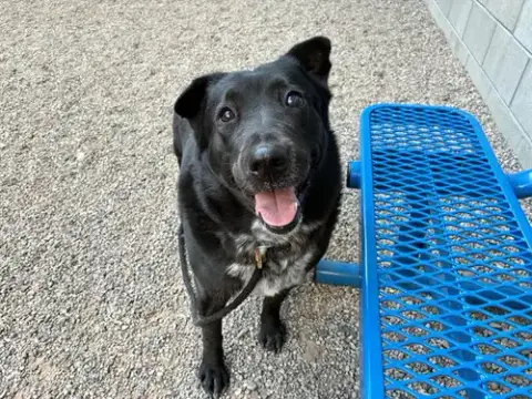Stella
