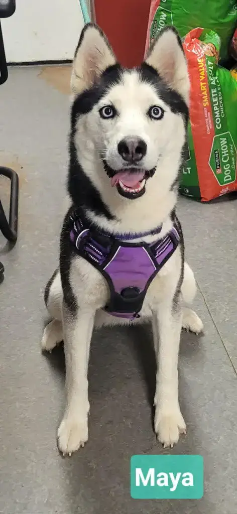 Maya