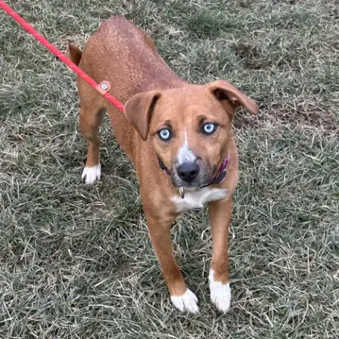 Pupcup