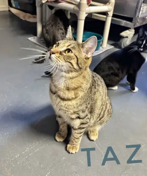 Taz- Cchs photo 3