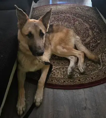 Jango photo 4