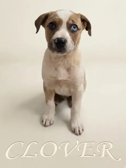 Clover