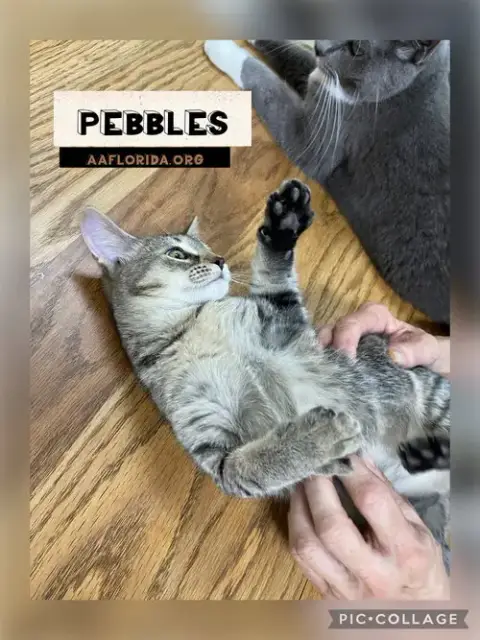 Pebbles *Cyd photo 3