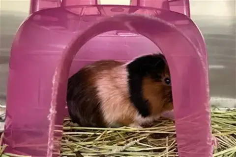 Horatio
