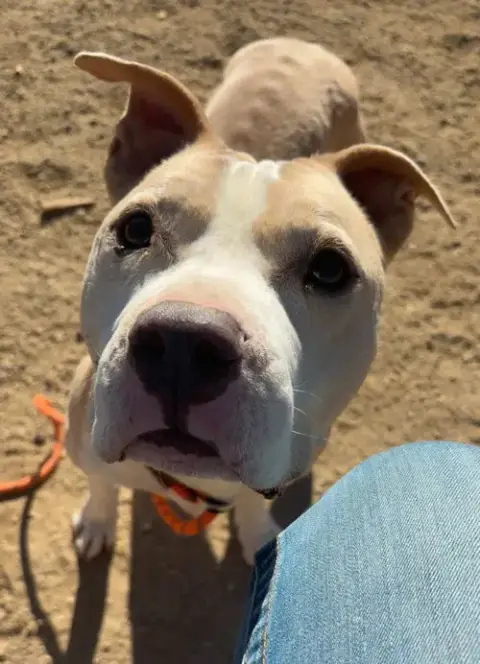 Hank photo 2