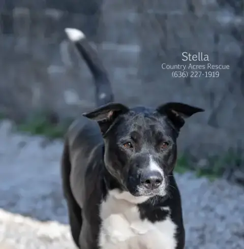 Stella photo 2