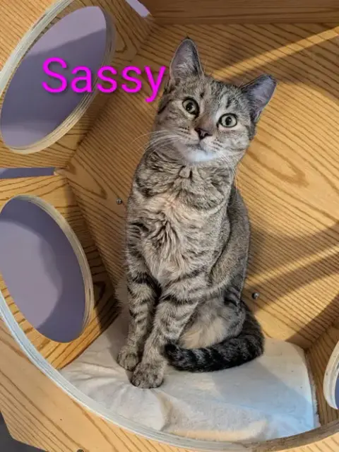 Kitten Sassy photo 4