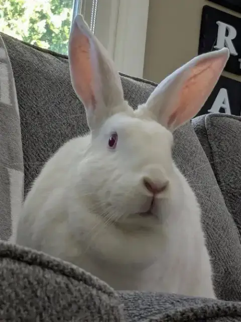 Margot