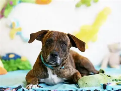 Greta