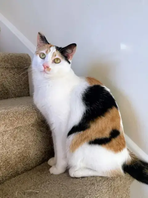 Gemma Crystal photo 2