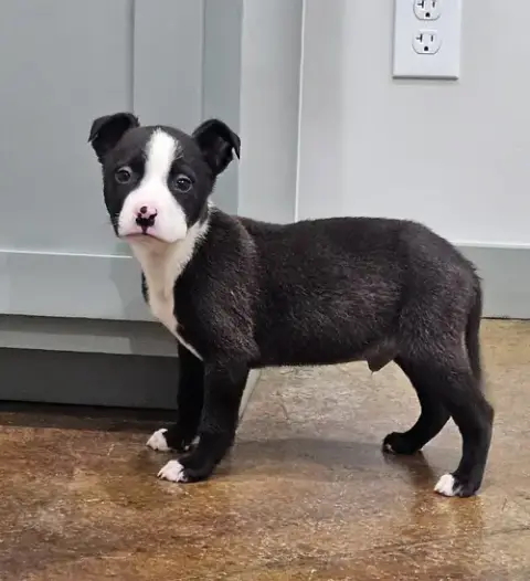 Oswald photo 4