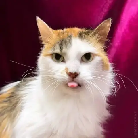 Trixie Velvetpaws photo 2
