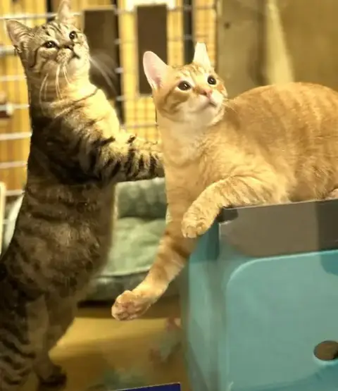 Winston & Puck *Bonded*
