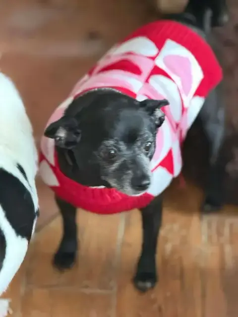 Ellie Christmas photo 5