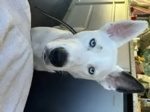 Mollie photo 5