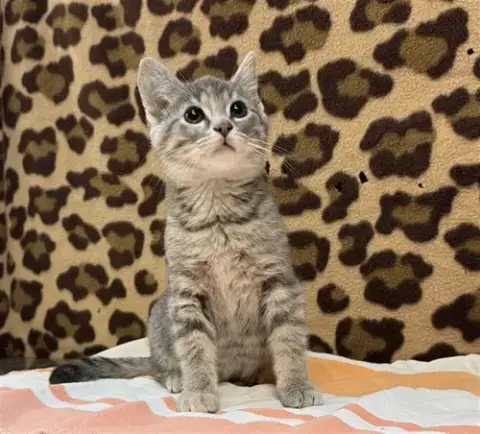 Piastri