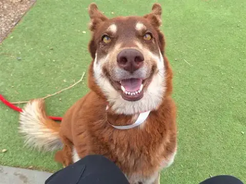 Suni