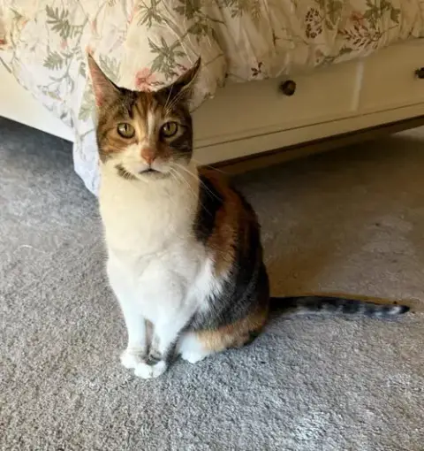 Kitty