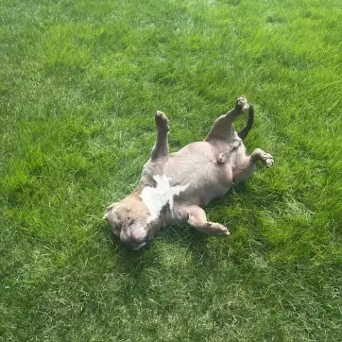 Chugger photo 4