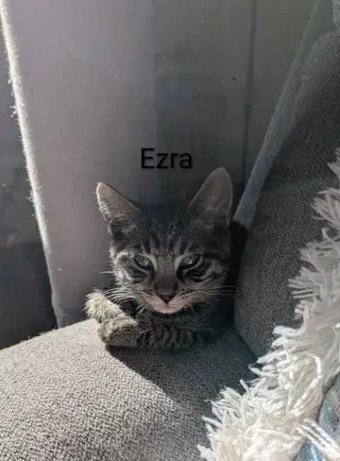 Ezra photo 4