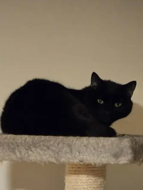 Smokey photo 3