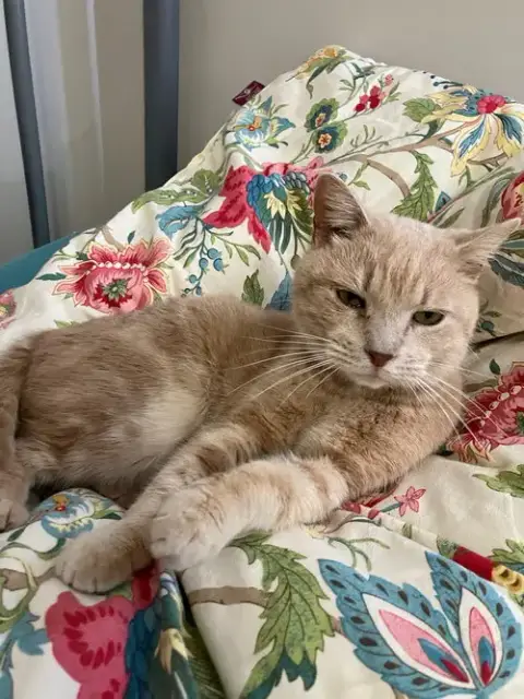 Nicolas: Not At Shelter photo 2