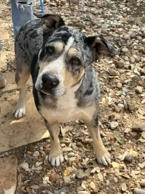 Lulu