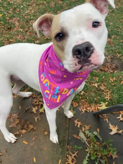 Piper