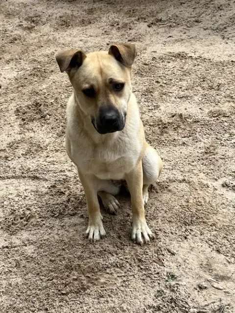 Sadie