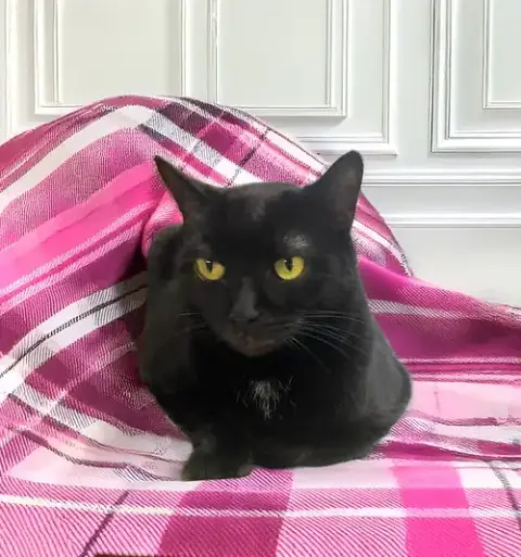 Luna photo 4