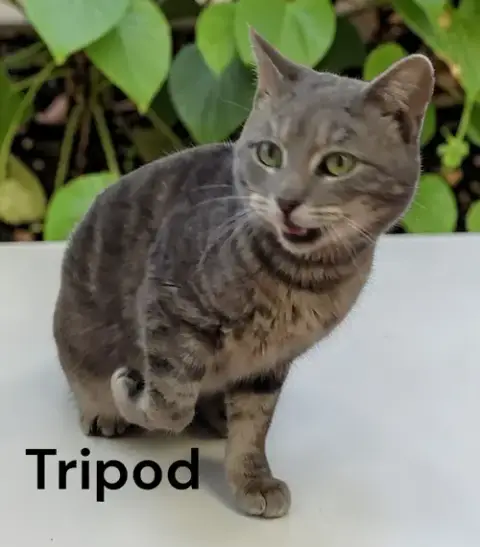 Tripod photo 2
