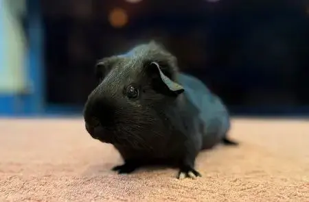 Pickles photo 2