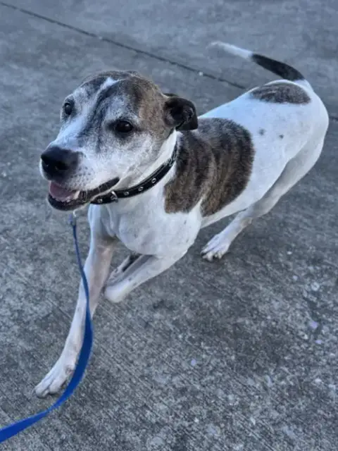 Tyson photo 2
